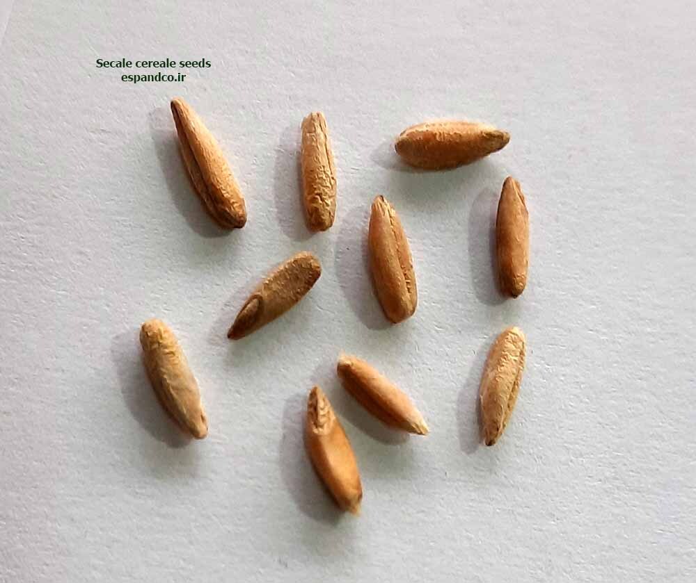 چاودار